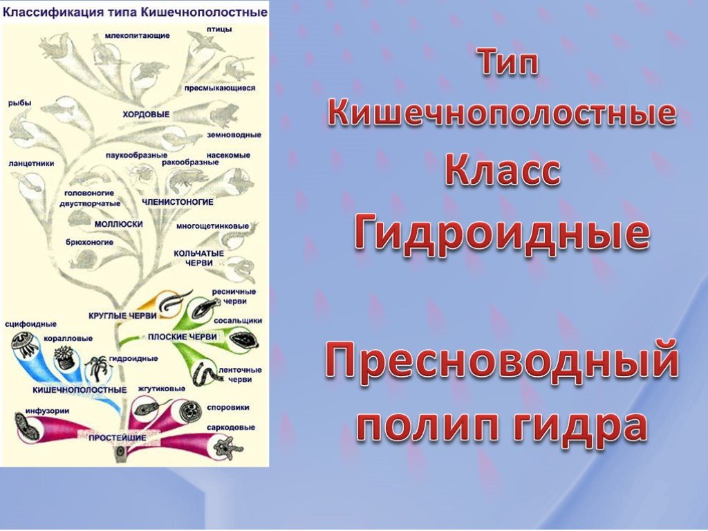 Почему не заходит на кракен